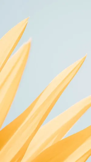 A Beautiful Sunflower Blooming In The Summer Sunshine. Wallpaper