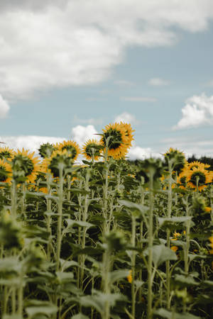 A Beautiful Sunrise Over A Field Of Vintage Sunflowers Wallpaper