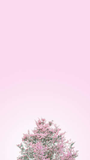 A Beautiful Wallpaper Of Pink And White Colors Wallpaper