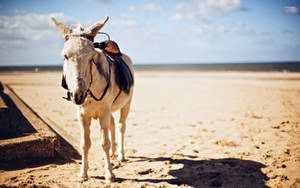 A Beautiful White Donkey In A Field Wallpaper