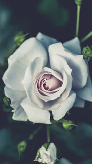 A Beautiful White Rose With A Hint Of Rose-gold. Wallpaper