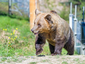 A Beautifulb Bear Enjoys A Sunny Day In The Meadow Wallpaper