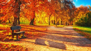 A Bench In A Park With Autumn Leaves Wallpaper