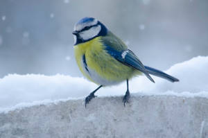 A Bird Braving The Winter Snow Wallpaper