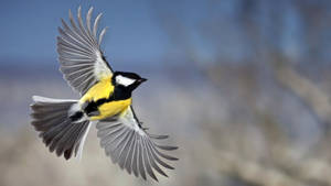 A Bird Enjoying Its Freedom In Sapporo Wallpaper