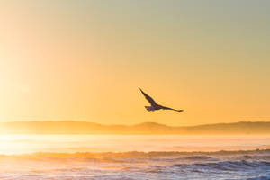 A Bird Flying Over The Ocean Wallpaper