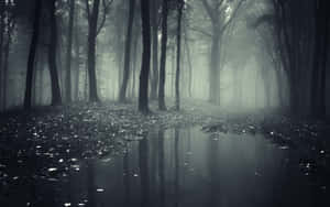 A Black And White Photo Of A Foggy Forest Wallpaper