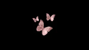 A Black Background With Pink Butterflies Flying In The Air Wallpaper