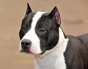 A Black-coated Pitbull Stares Directly Into The Camera With A Serious Expression Wallpaper