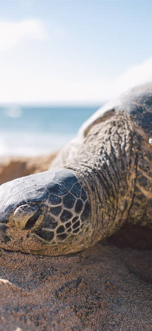 A Black Sea Turtle Swims Among The Coral Reef Wallpaper