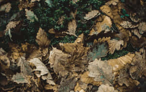 A Blend Of Earthy Tones, This Beautiful Landscape Is A Mix Of Green And Brown Wallpaper