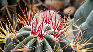 A Blooming Red Cactus Flower Braving Its Sharp Thorns. Wallpaper