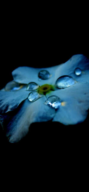 A Blue Flower With Water Droplets On It Wallpaper