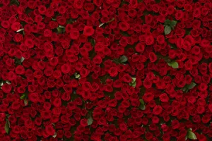 A Bouquet Of Burgundy Roses Wallpaper