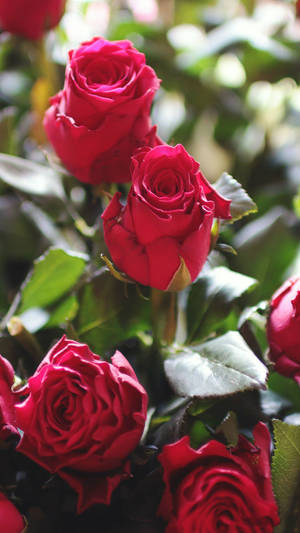 A Bouquet Of Red Roses In Full Bloom Wallpaper