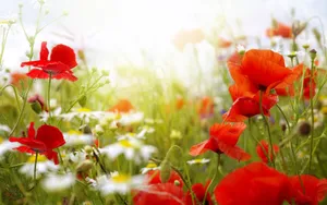 “a Bouquet Of Springtime Blooms” Wallpaper