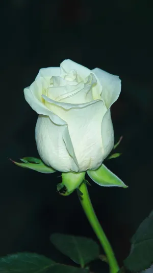 A Bouquet Of White Roses In Full Bloom Wallpaper