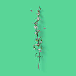 A Branch With Flowers On A Green Background Wallpaper