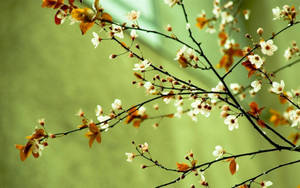 A Branch With Flowers On It Wallpaper