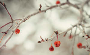 A Breath-taking Winter Day In The Countryside. Wallpaper