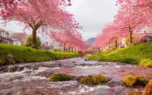 A Breathtaking View Of Japan's Cherry Blossom Wallpaper