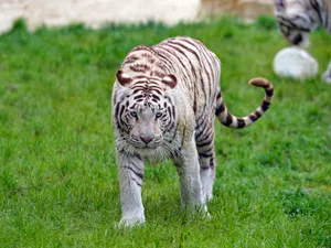 A Breathtaking White Tiger Walking Gracefully Through The Grass Wallpaper