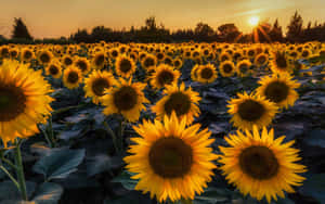 A Bright And Cheerful Sunflower Wallpaper