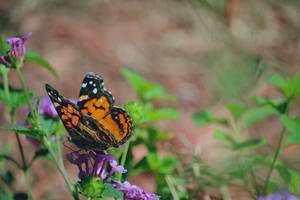 A Bright And Colorful West Coast Lady Butterfly Basks In The Sunlight Wallpaper