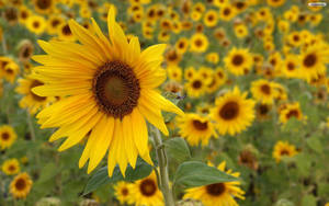 A Bright And Perfect Sunflower Wallpaper