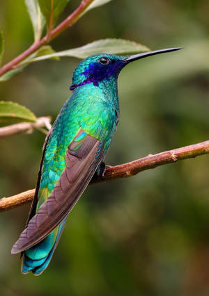 A Bright Iridescent Hummingbird In Mid-flight Wallpaper