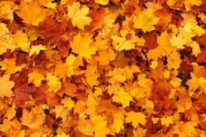 A Bright Yellow-gold Autumn Leaf On A Warm Autumn Day. Wallpaper