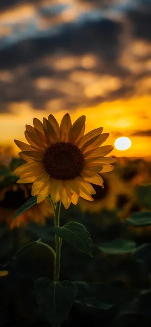 A Bright Yellow Sunflower Facing The Sun Wallpaper