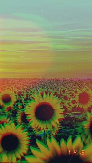 A Brightly-colored Sunflower In Full Bloom. Wallpaper