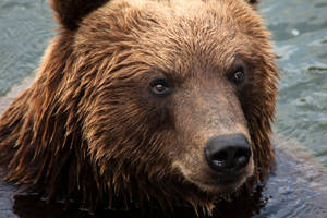 A Brown Bear In Its Natural Habitat Wallpaper