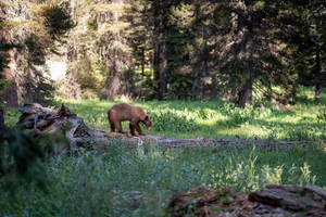 A Brown Bear In Its Natural Habitat Wallpaper