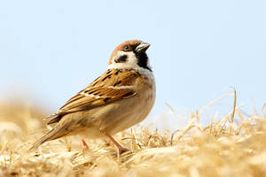 A Brown Bird Tilting Its Head Up Wallpaper