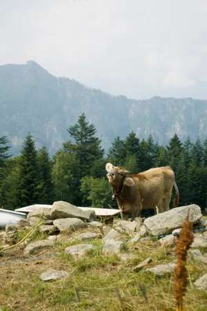 A Brown Cow On A Rocky Hill Wallpaper