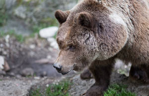 A Brown Grizzly Bear Stands In A Snowy Mountain Wallpaper