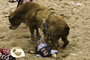 A Bull Is Bucking Wallpaper