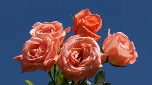 A Bunch Of Pink Roses Wallpaper