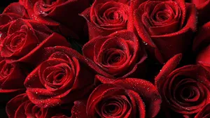 A Bunch Of Red Roses Wallpaper