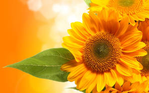 A Bunch Of Sunflowers In A Vase Wallpaper