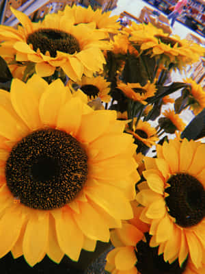 A Bunch Of Yellow Sunflowers Wallpaper