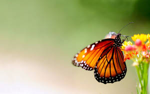 A Butterfly Soaks Up The Sunshine Atop Vibrant Yellow Flowers. Wallpaper