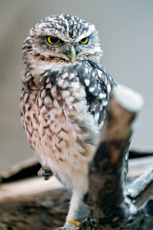 A Captivating Close-up Glance Of An Owl Wallpaper