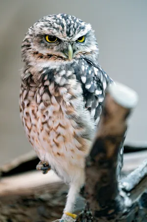A Captivating Close-up Glance Of An Owl Wallpaper
