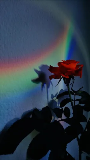 A Captivating Rainbow Red Rose Aesthetic Lockscreen Wallpaper