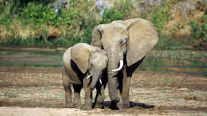 A Caring Mother Elephant With Her Baby Wallpaper