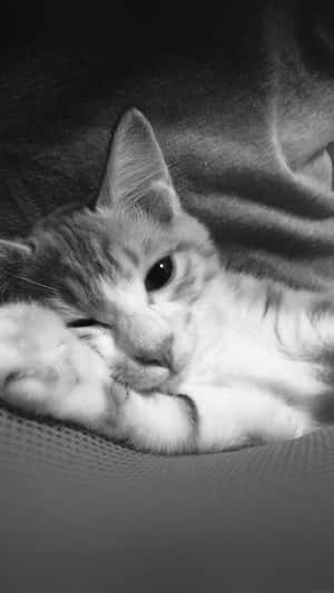 A Cat Is Laying On A Person's Lap Wallpaper