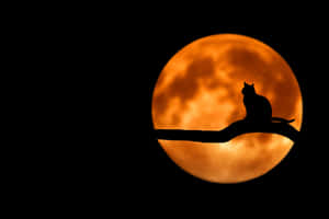 A Cat Sitting On A Branch In Front Of A Full Moon Wallpaper